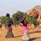 Pushkar Camel Fair - Frauen