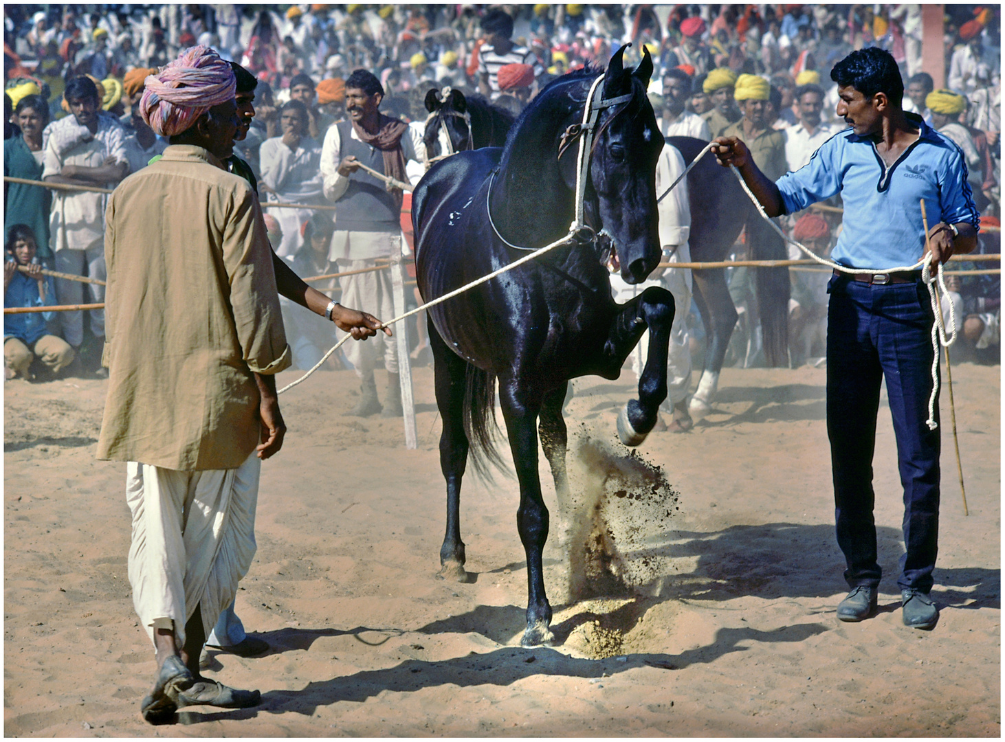 pushkar fair, pferdeprämierung