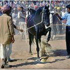 pushkar fair, pferdeprämierung