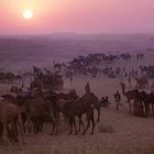 Pushkar, Indien