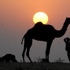 Pushkar Sunset