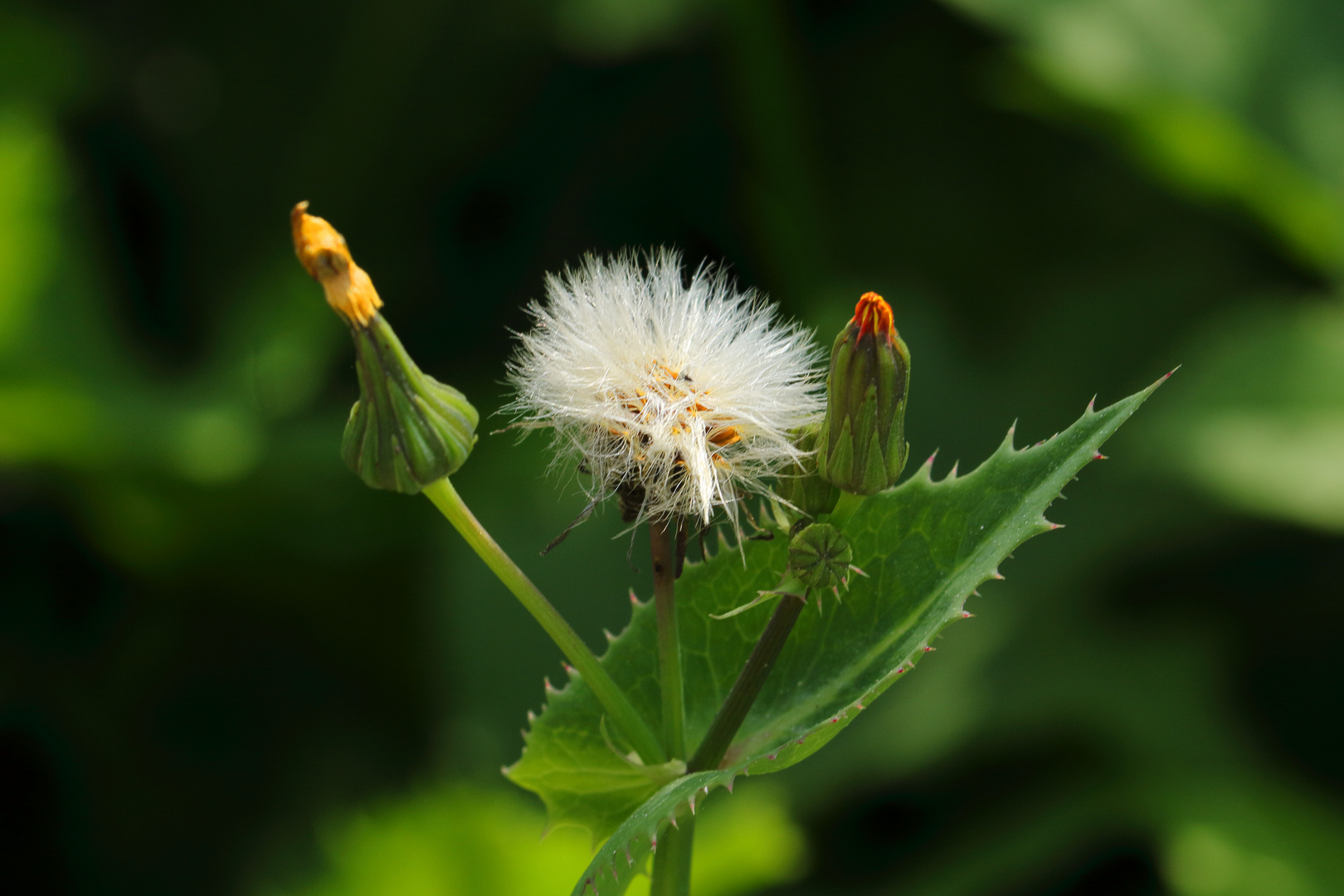 Pussteblume