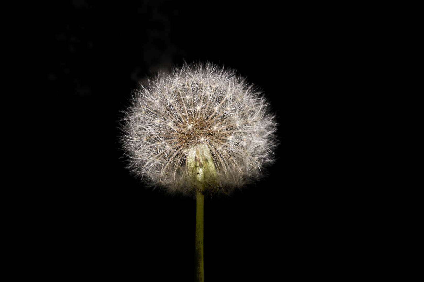 Pußteblume