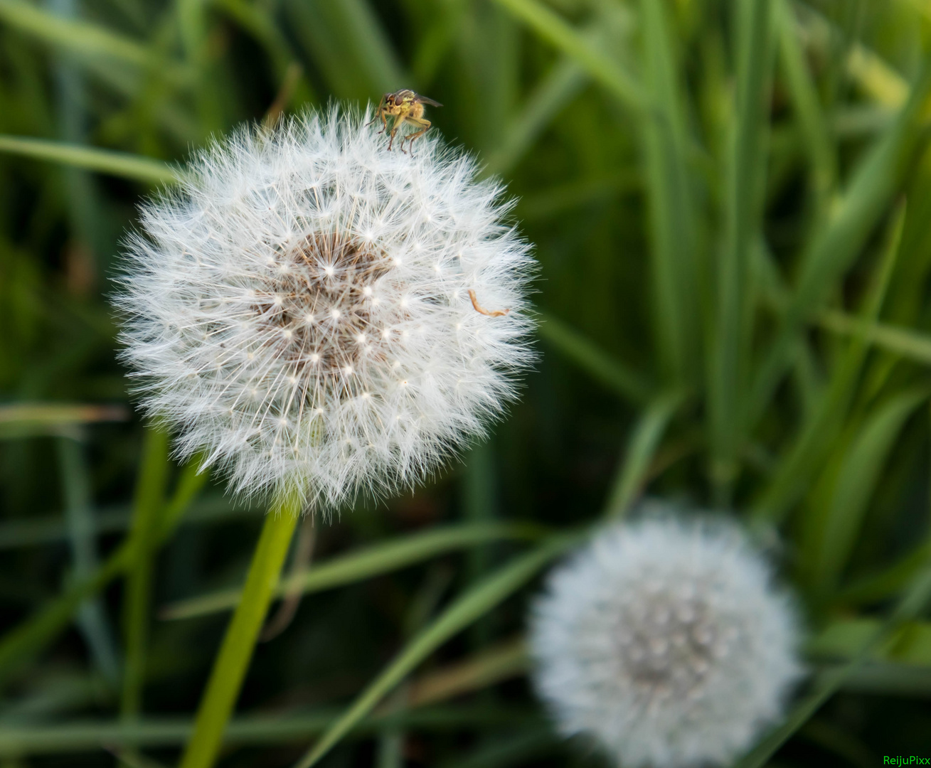 Pussteblume mit Gast