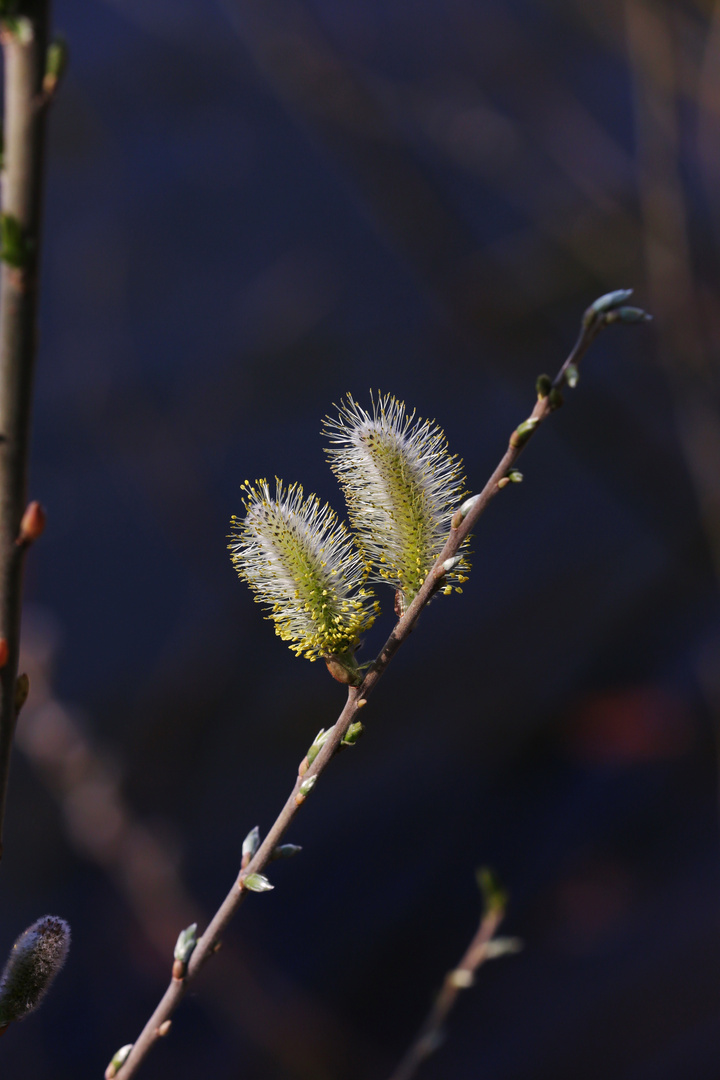 Pussy Willow