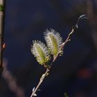 Pussy Willow