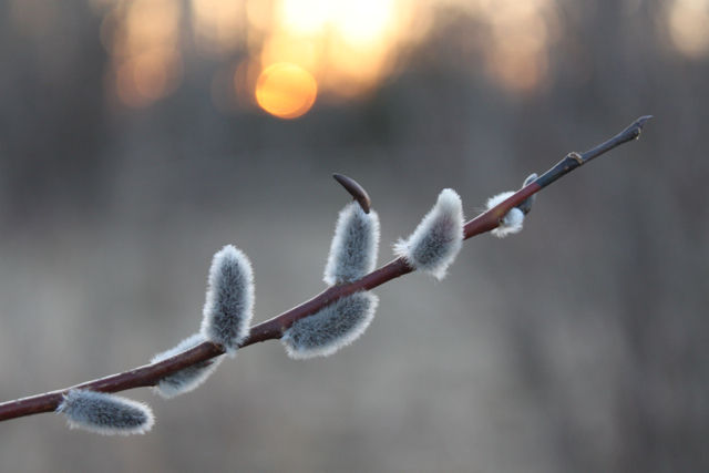 Pussy Willow