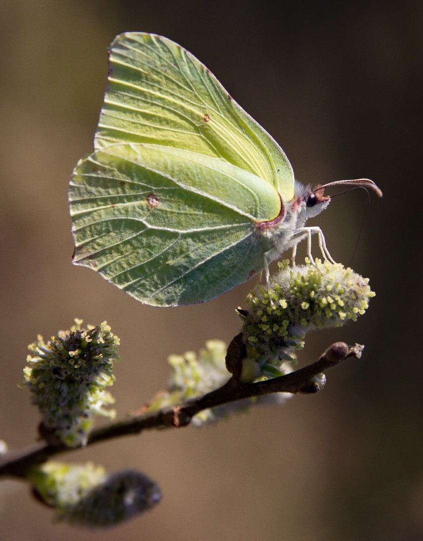 pussy willow & brimstone butterfly