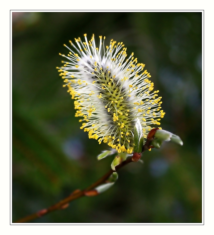 pussy willow