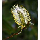 pussy willow
