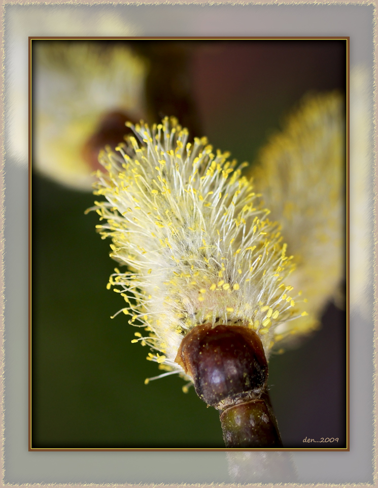 Pussy Willow........