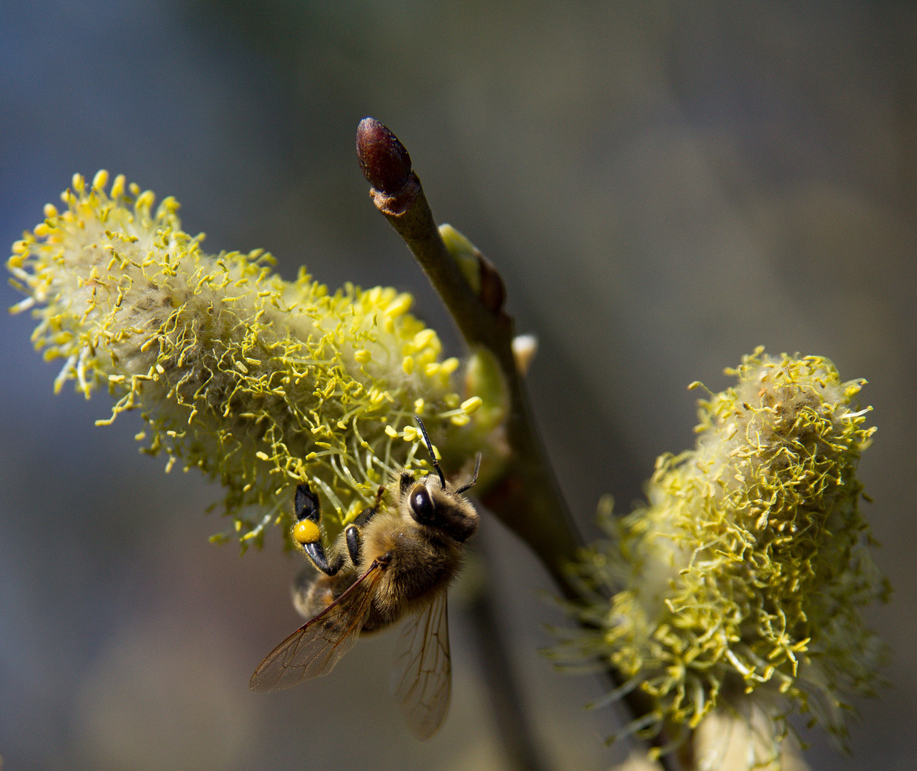 pussy willow & honey bee