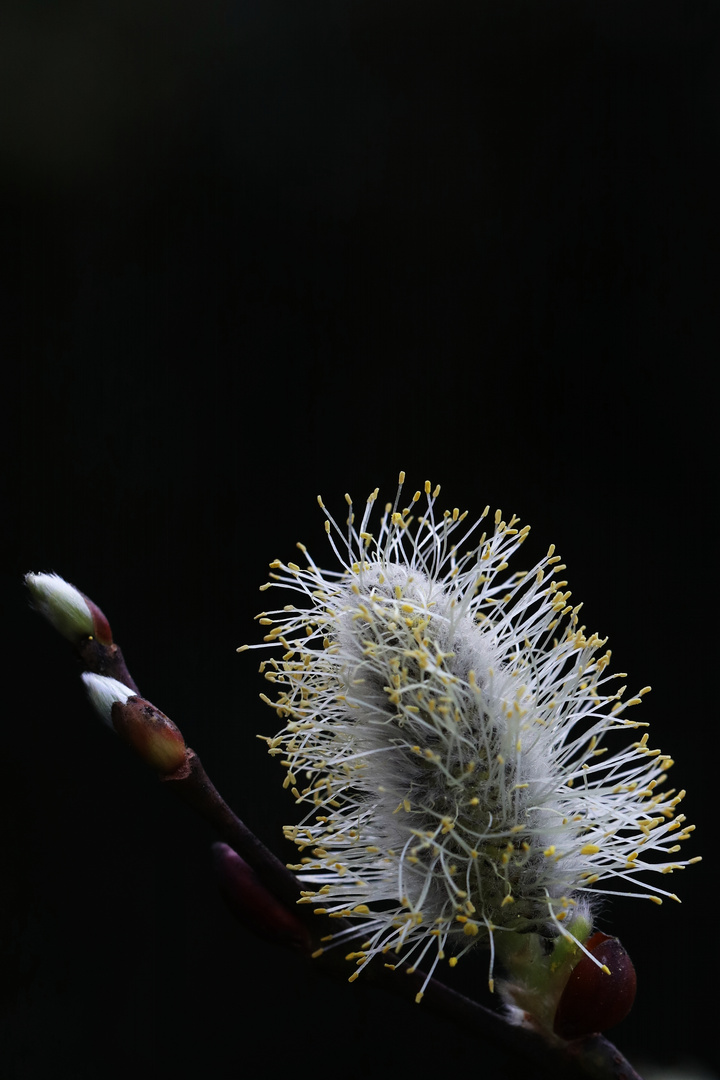 Pussy Willow Macro - Spring Flower