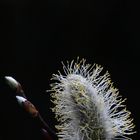 Pussy Willow Macro - Spring Flower