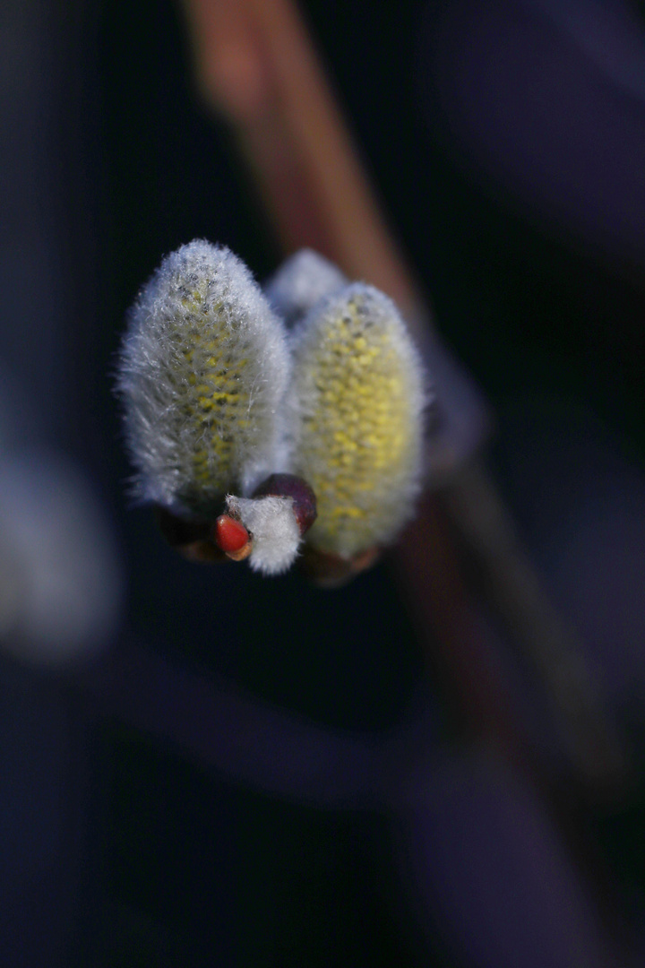 Pussy Willow - Spring Flower