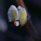 Pussy Willow - Spring Flower