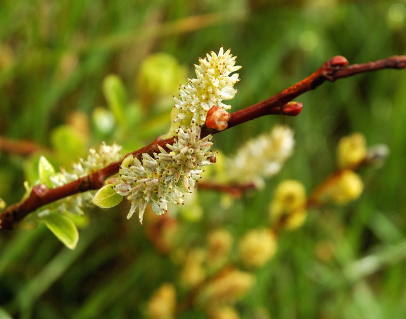 Pussybasewillow