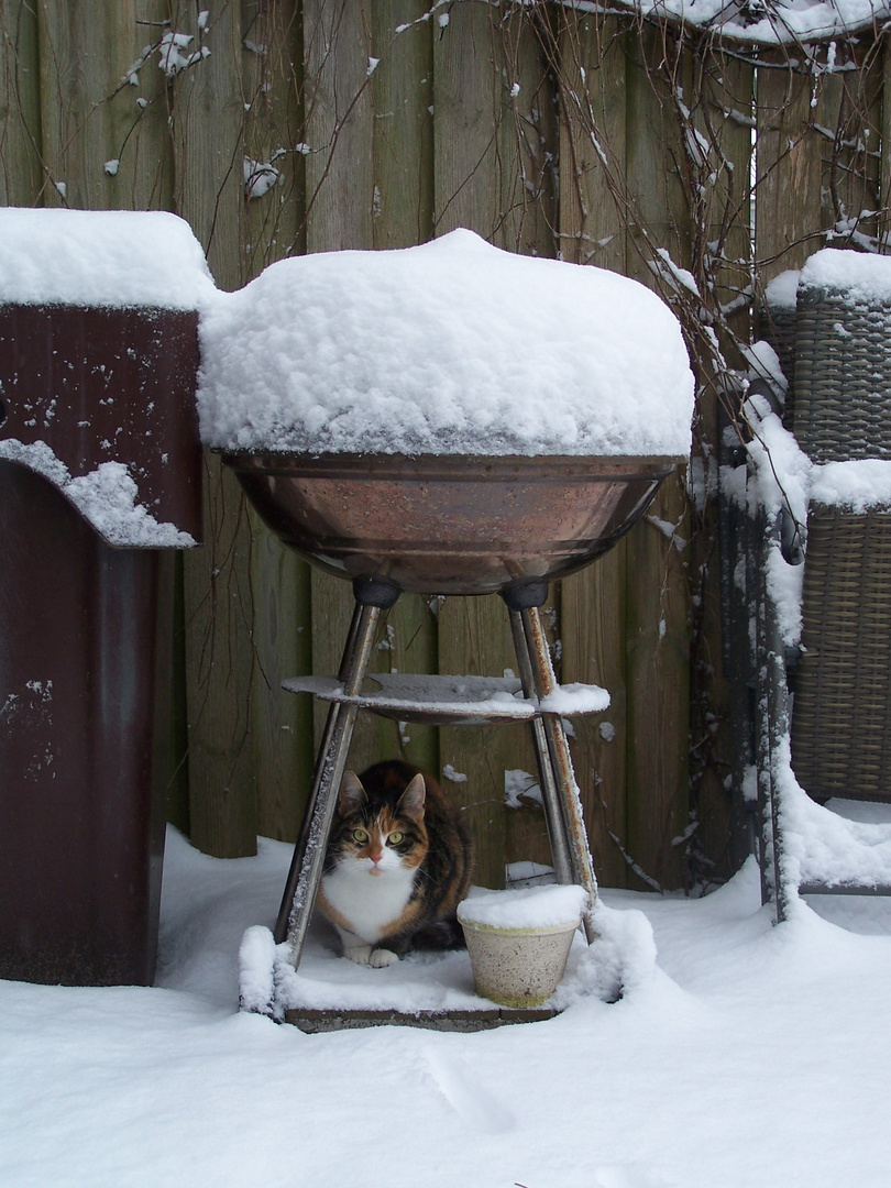 Pussycat waits for BBQ time