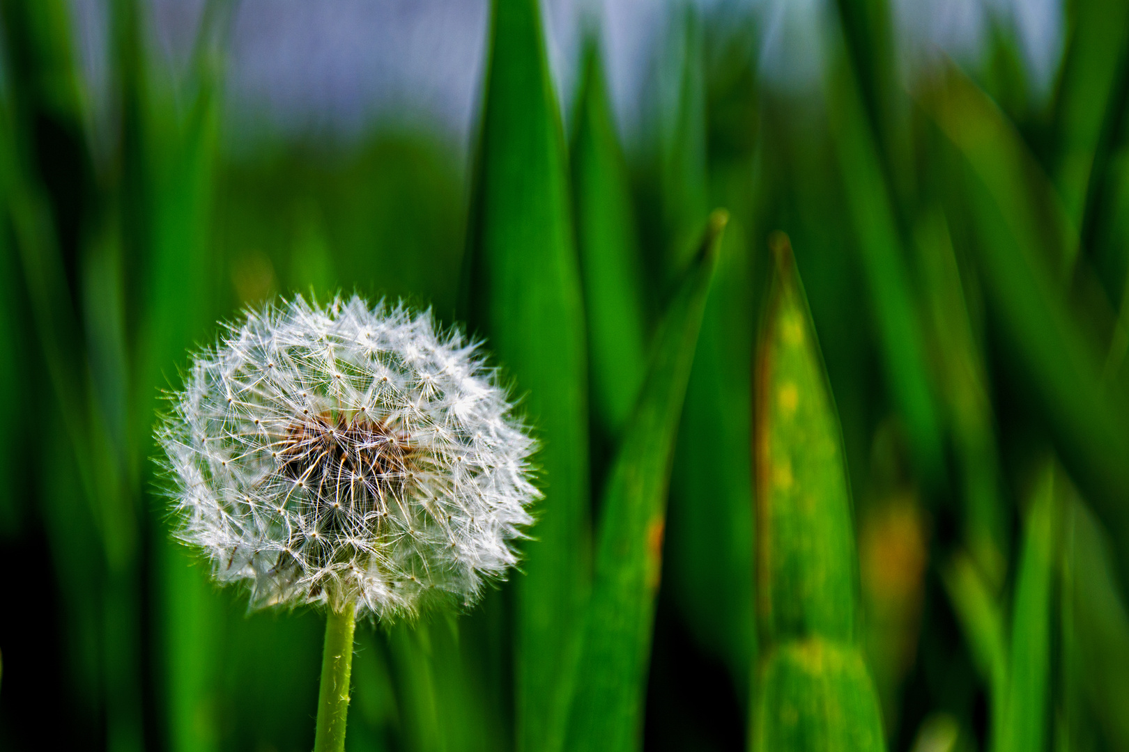 Pustblume: bereit zum Samenflug