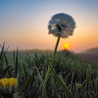 PUSTBLUME IM SONNENAUFGANG