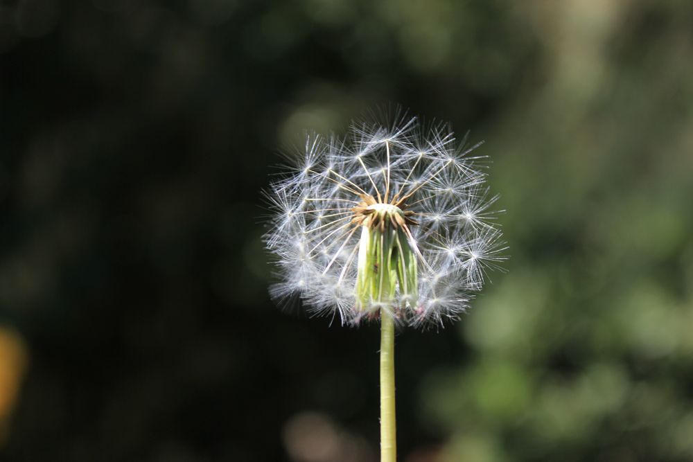 Puste (an der) Blume