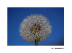 Puste Blume