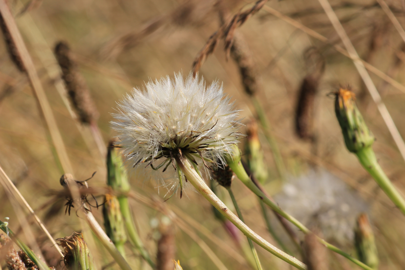 puste Blume