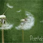 PUSTE-Blume