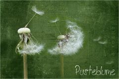 PUSTE-Blume