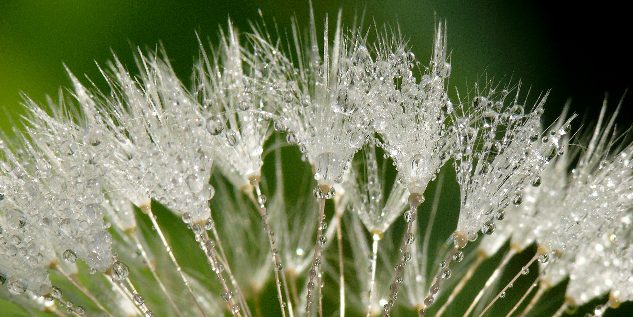 "Puste-Blume-Tau-Tropfen-Detail II"