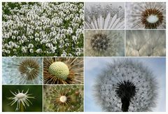 Puste-Blumen-Collage