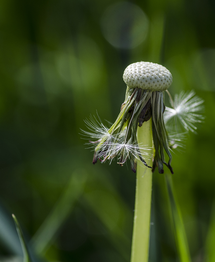 Pusteblümchen