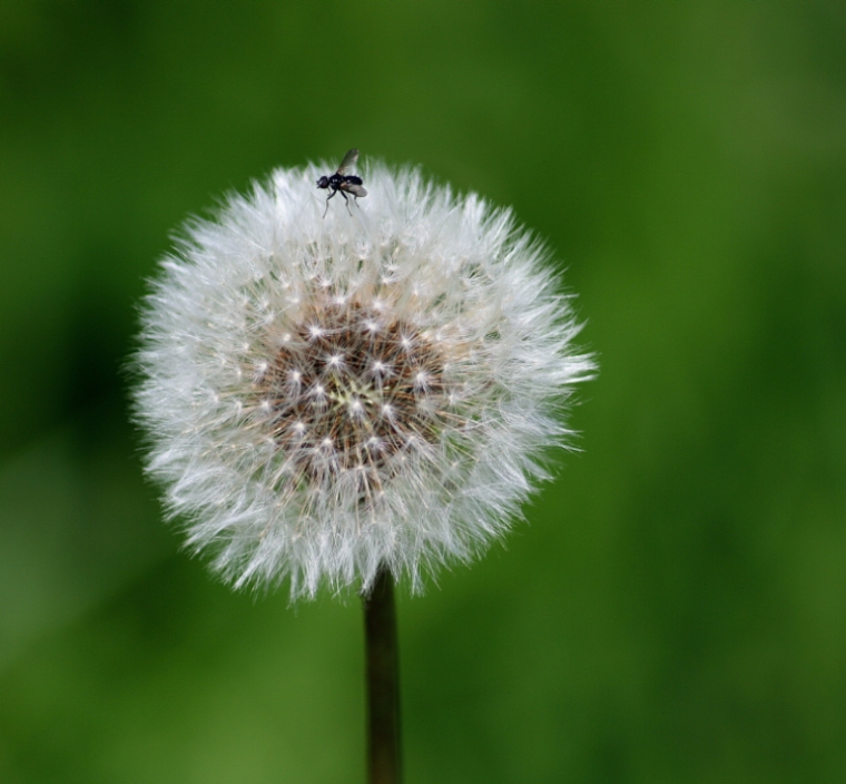 Pusteblümchen