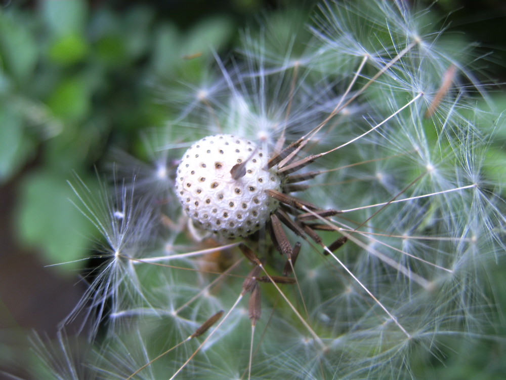 Pusteblümchen