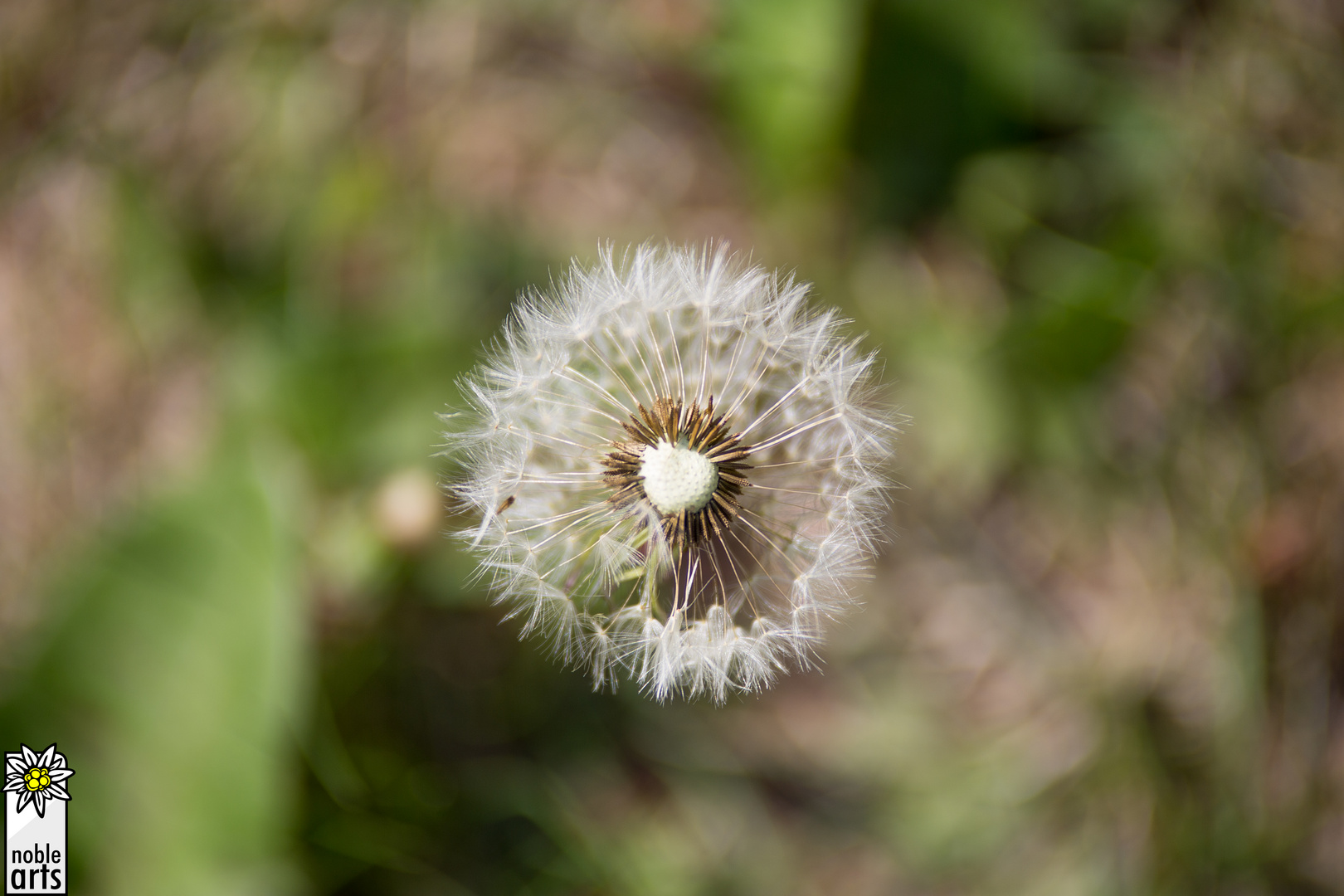 Pusteblümchen