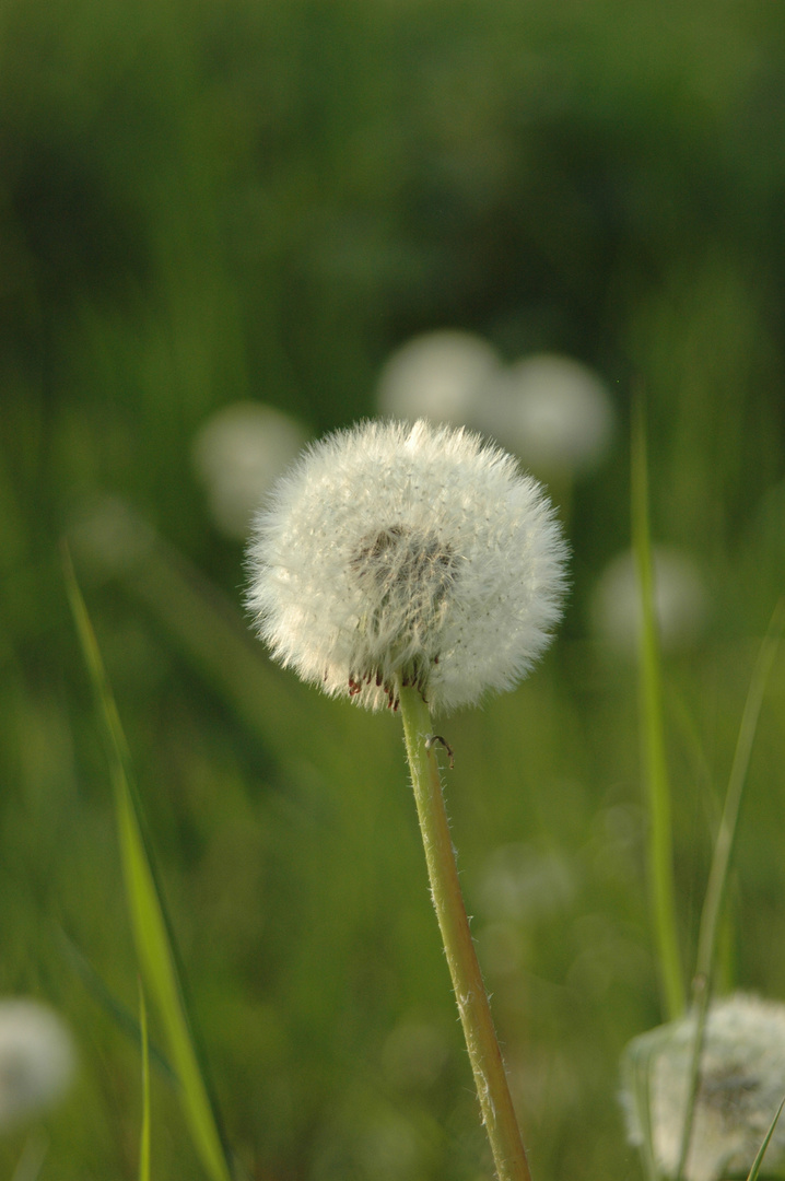 Pusteblümchen..