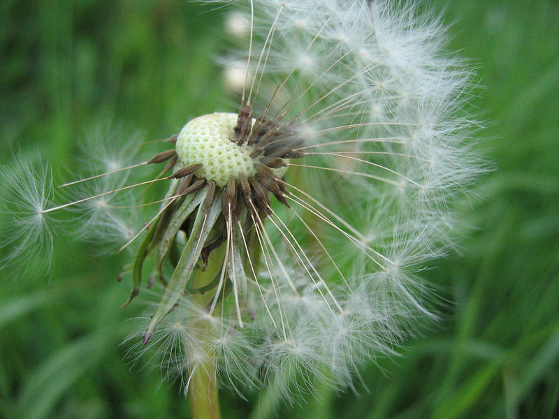 pusteblümchen :)