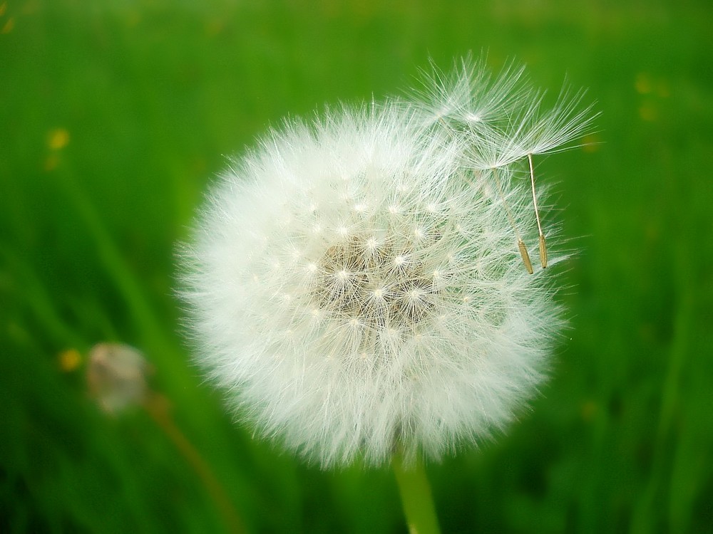 Pusteblümchen..