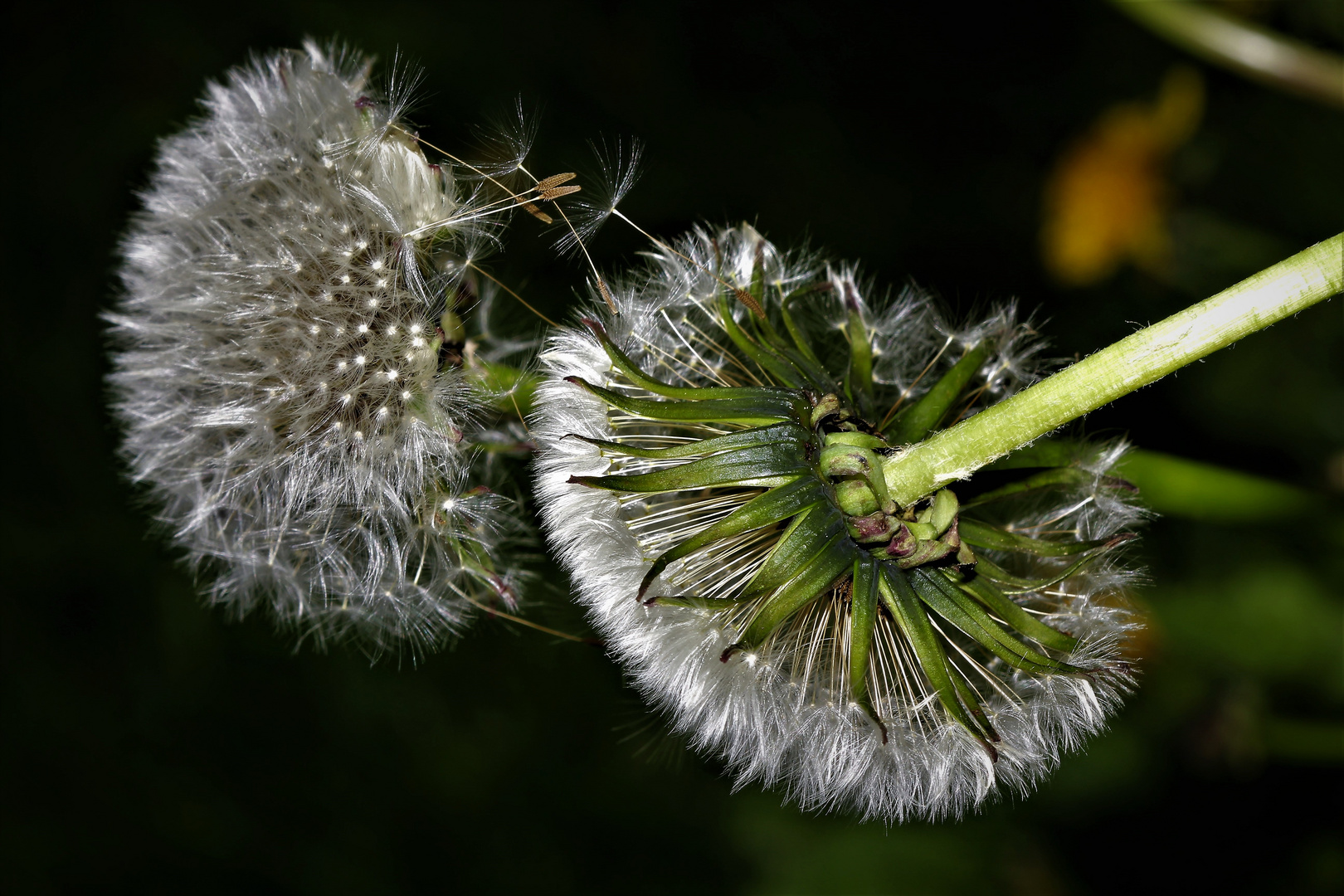 Pusteblümchen