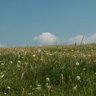 Pusteblümchen am Dörnberg