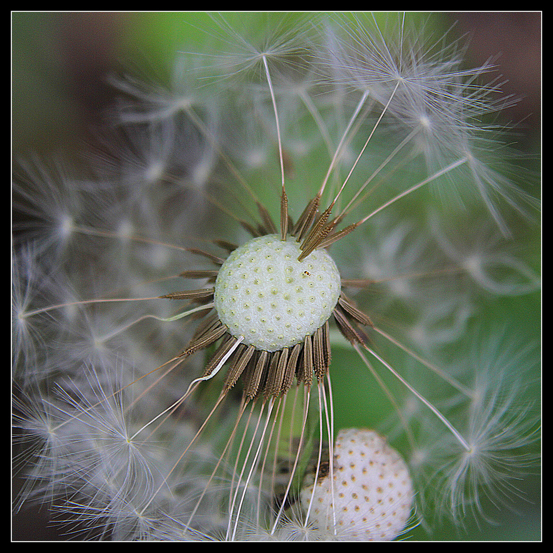 Pusteblümchen