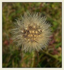 Pusteblümchen