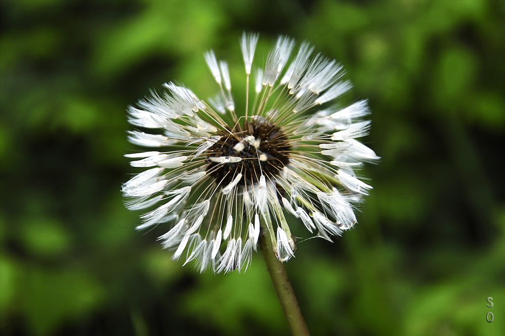 -Pusteblümchen-