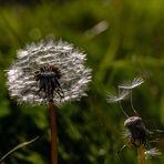 Pusteblümchen fast ausgepustet