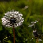 Pusteblümchen fast ausgepustet