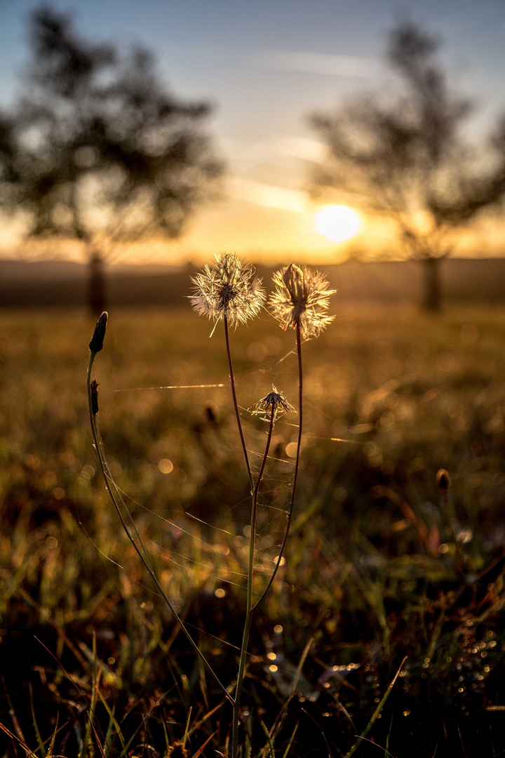 Pusteblümchen im Morgenlicht.