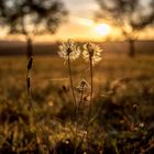 Pusteblümchen im Morgenlicht.