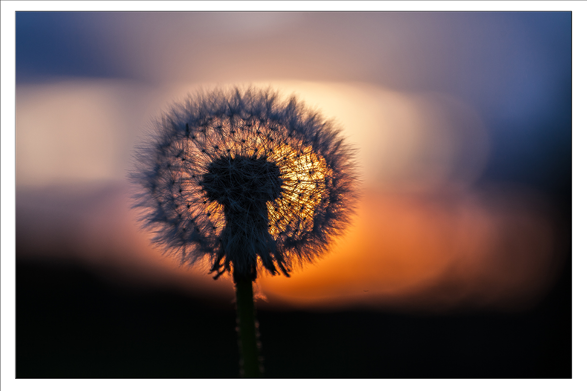 Pusteblümchen im Sonnenuntergang 