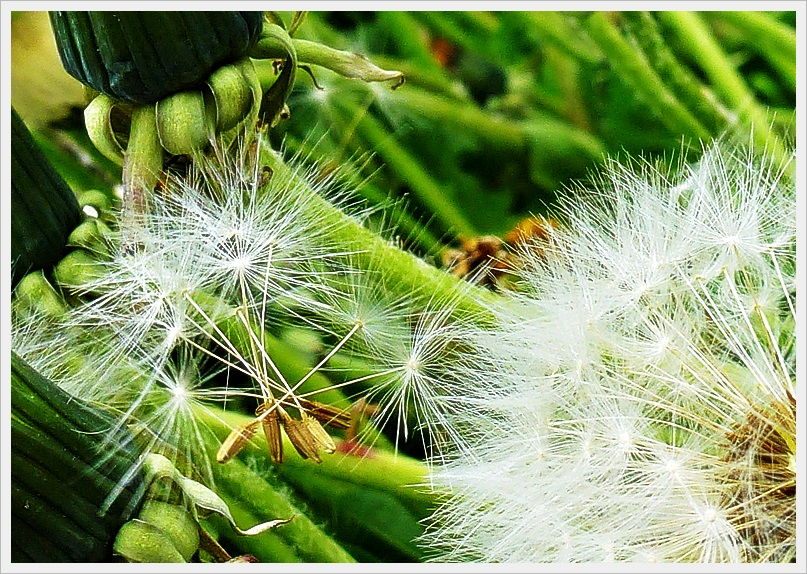 Pusteblümchen *Variante*