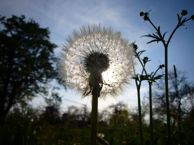 Pusteblümlein in der Sonne